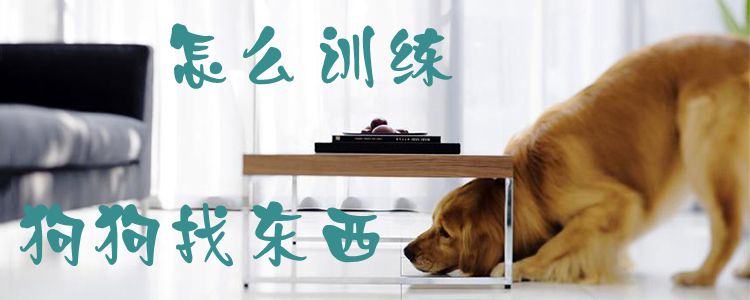 怎么訓(xùn)練狗狗找東西