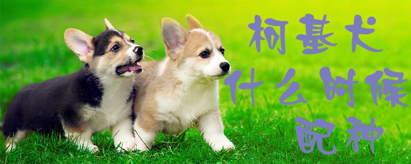 柯基犬什么時候配種1