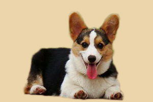柯基犬什么時(shí)候發(fā)情