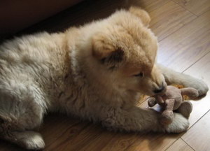 愛爾蘭獵狼犬牙結石預防治療方法