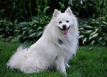 愛斯基摩犬