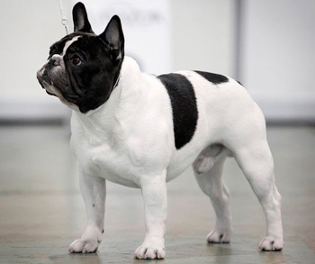 法國斗牛犬