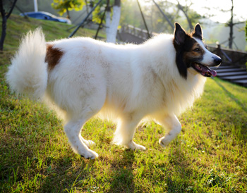 蘇格蘭牧羊犬