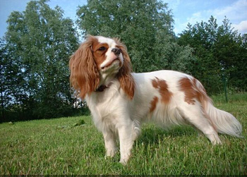 英國玩具獵鷸犬
