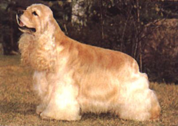 美國(guó)可卡犬