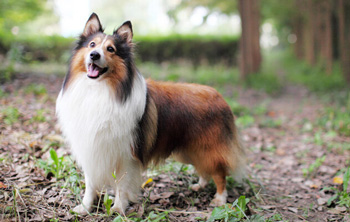 喜樂蒂牧羊犬