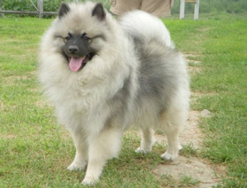 荷蘭毛獅犬