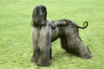 阿富汗獵犬
