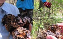 野生靈芝多少錢一斤 野生靈芝的功效與作用及食用方法