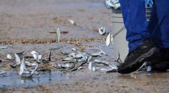 空中下起魚雨怎么回事，上萬條魚從空中落下(自然現象)