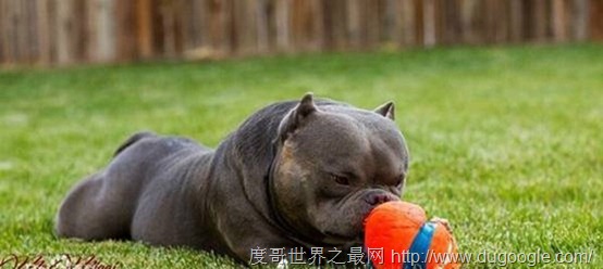 美國惡霸犬，任性忠誠穩定和藹可親