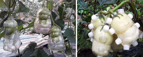 创意产品：娃娃梨