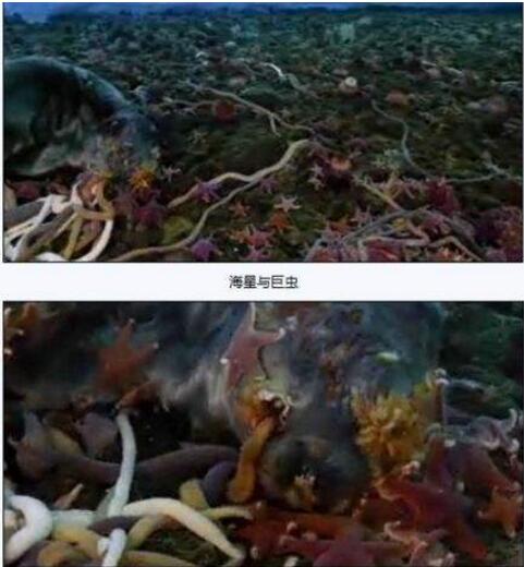 世界上最長的蟲子，南極巨蟲(最長記錄55米)