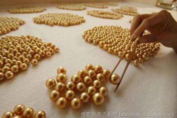 全世界每年只產(chǎn)100公斤的金色珍珠,比黃金還貴的金色珍珠