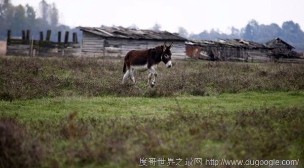 一公斤就要三萬多元全世界最貴的驢奶起司