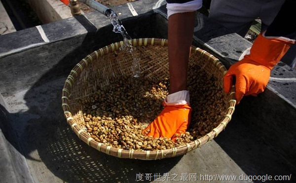 世界最昂貴的咖啡貓屎咖啡，貓的排泄物每磅1000美元