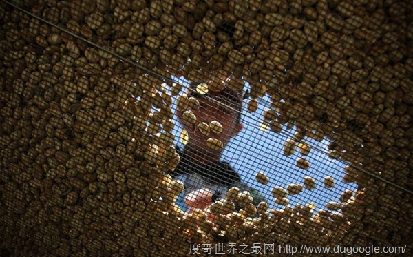 世界最昂貴的咖啡貓屎咖啡，貓的排泄物每磅1000美元