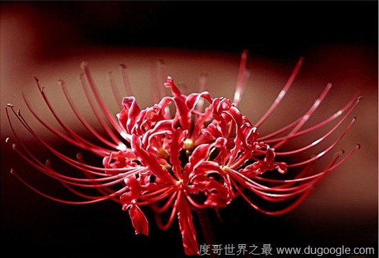 彼岸花圖片 花葉永不相見的彼岸花 地獄之花彼岸花圖片,猶如鮮紅的血液(花葉永不相見)