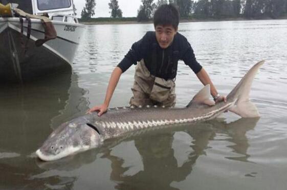 世界十大最兇猛淡水魚排行榜，亞馬遜鲇魚排第一(超兇猛)