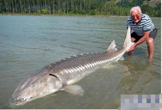 世界十大最兇猛淡水魚排行榜，亞馬遜鲇魚排第一(超兇猛)