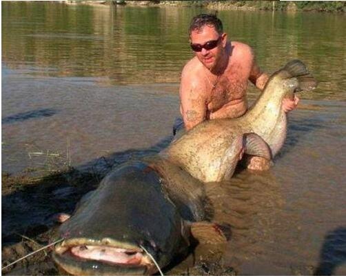 世界十大最兇猛淡水魚排行榜，亞馬遜鲇魚排第一(超兇猛)