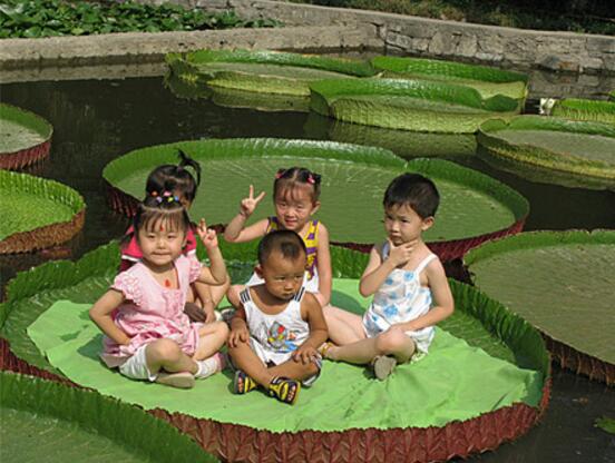 世界上葉片最大的水生植物，王蓮(直徑3米/承重140斤)