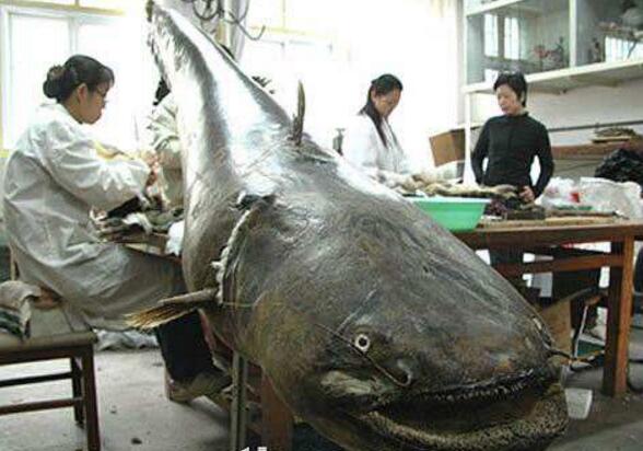 世界十大最兇猛淡水魚排行榜，亞馬遜鲇魚排第一(超兇猛)