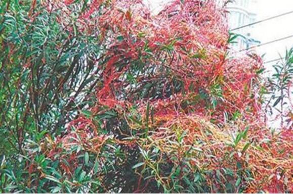 最恐怖的吃人植物，吸血樹(被纏住后會吸光你的血)