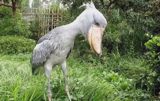 世界上頭最大的鳥，鯨頭鸛生吞鱷魚不在話下