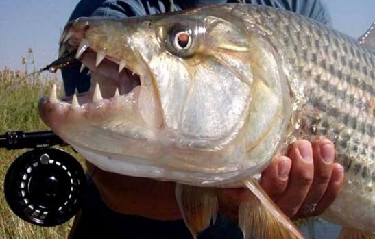 世界上最大的淡水魚，巨型水虎魚(長1.8米/重達114斤)