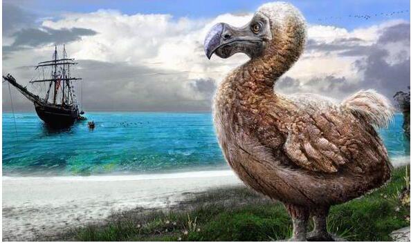 世界上最貴的鳥化石，渡渡鳥(拍出440萬美元天價)