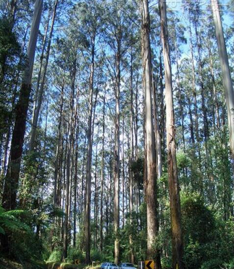 世界上最高的樹，杏仁桉樹高156米(每天“喝水”1000斤)