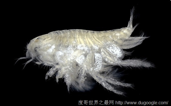 世界最深點(diǎn)有11095米，馬里亞納海溝深度超珠穆朗瑪峰海拔最高處