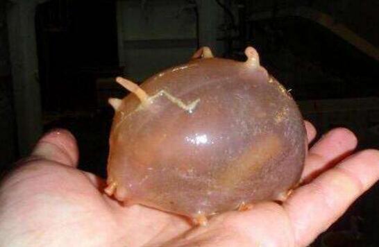 世界上最脆弱的海洋生物，圓滾滾海豬一戳就破