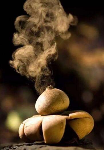 世界上最罕見的蘑菇，惡魔雪茄(綻放時噴出煙霧)