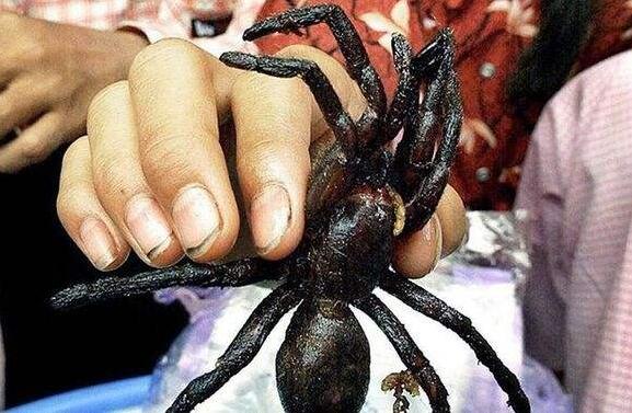 世界上最惡心的食物，油炸毒蜘蛛最"美味"(看了想吐)