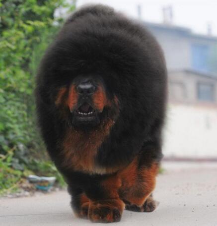 中國第一獒驚天獸，藏獒中的富二代(父母乃千萬名獒)