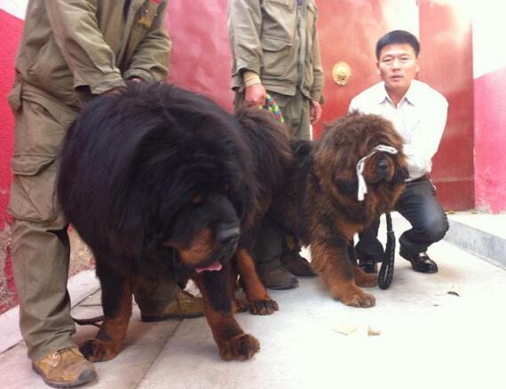 中國第一獒驚天獸，藏獒中的富二代(父母乃千萬名獒)