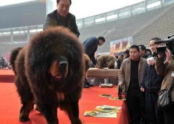 中國第一獒驚天獸，藏獒中的富二代(父母乃千萬名獒)