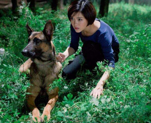神犬奇兵中的幽靈犬找到了,就是中國最優(yōu)秀的軍犬昆明狼犬