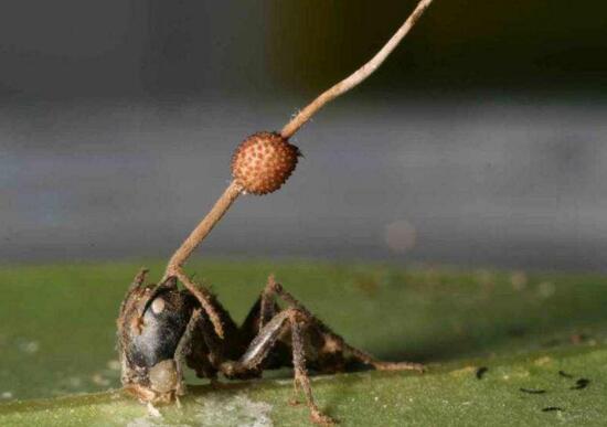四大被感染的僵尸動物，被寄生蟲吃掉腦子折磨到死