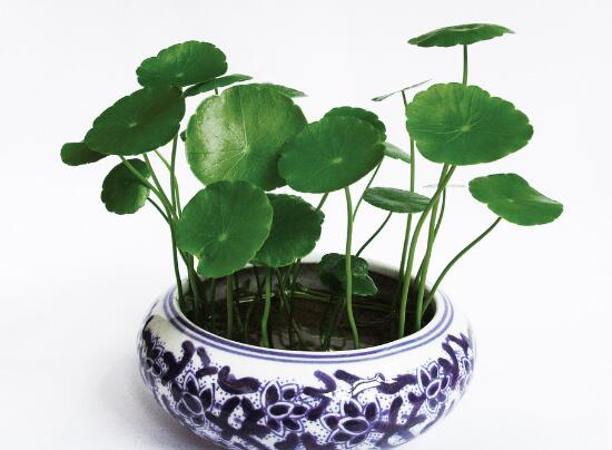 銅錢草爛根是什么原因，銅錢草爛根了怎么辦