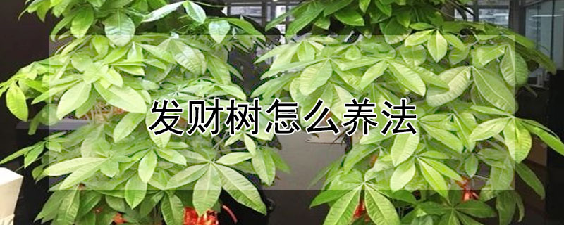 發財樹怎么養法