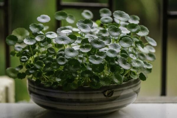 銅錢草冬天怎么養，及時搬入室內進行保暖