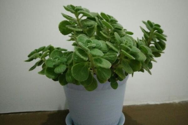碰碰香的養殖方法和注意事項，必須要掌握的4大要點