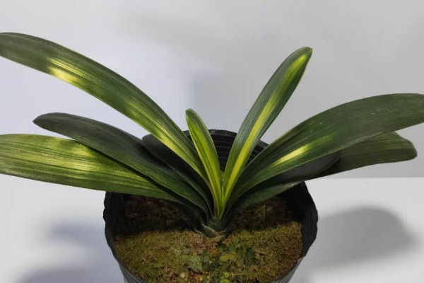 妙招讓君子蘭開(kāi)花
