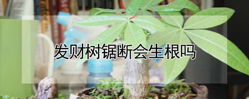發財樹鋸斷會生根嗎
