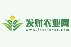 防止平安樹葉黃脫落的方法