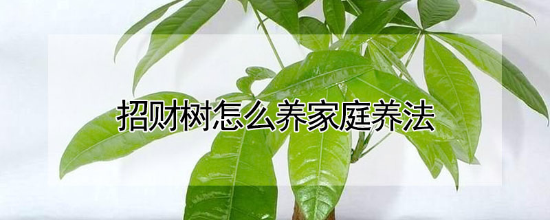 招財樹怎么養家庭養法