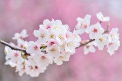 櫻花樹(shù)剛種上需要澆水嗎，根據(jù)土壤的干濕度判斷是否澆水